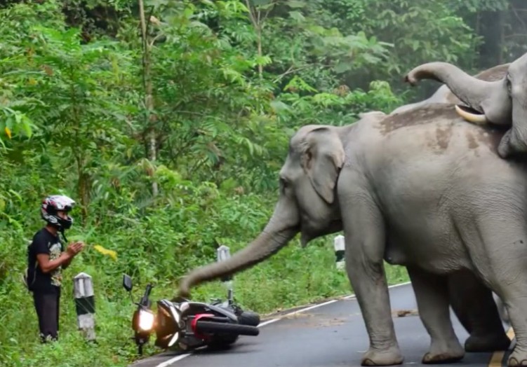 1448719407 slonie atakuja motocykliste