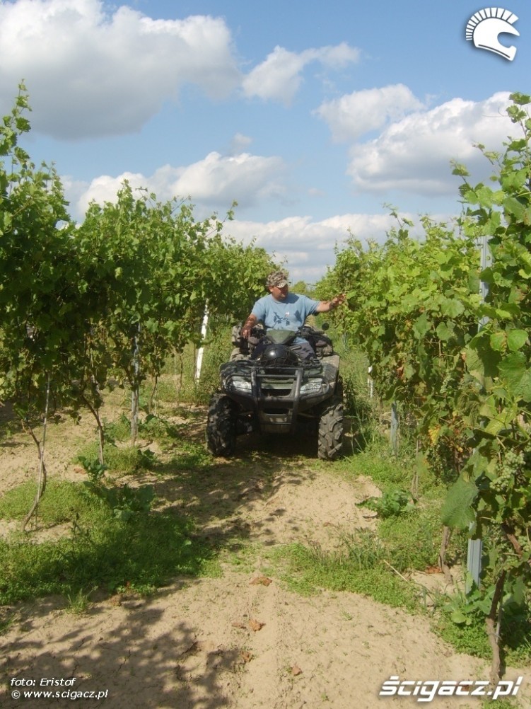 quady w pomocy na plantacjach winogrona