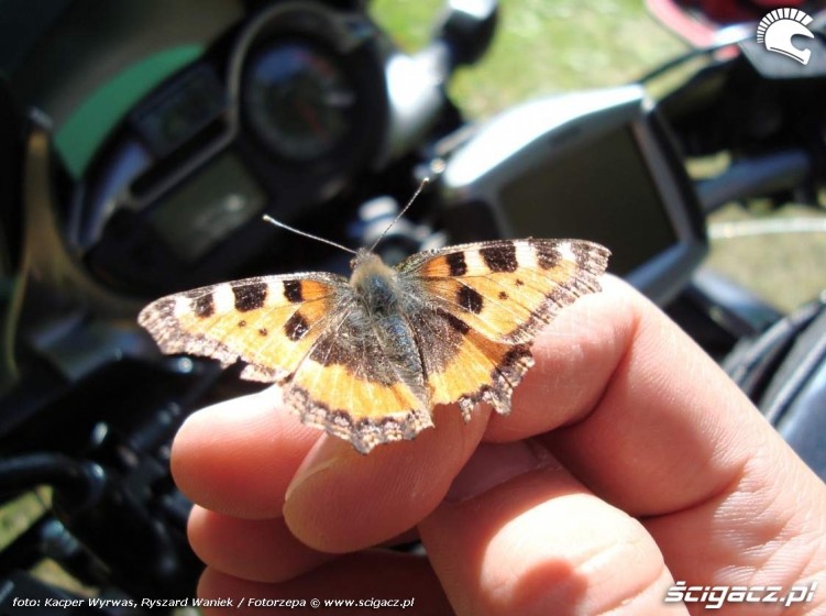 motyl Alpy na motocyklu