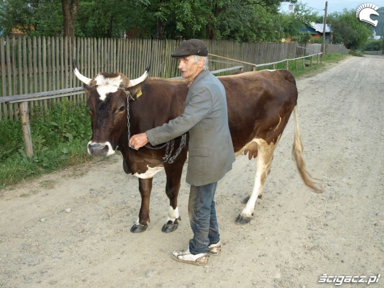 Ukraina krowa