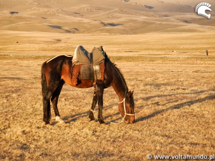 34 Kirgistan kon