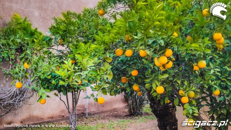 100 Pomarancze rosna wszedzie