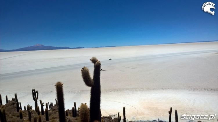 Salar de Uyuni wyspa kaktusowa