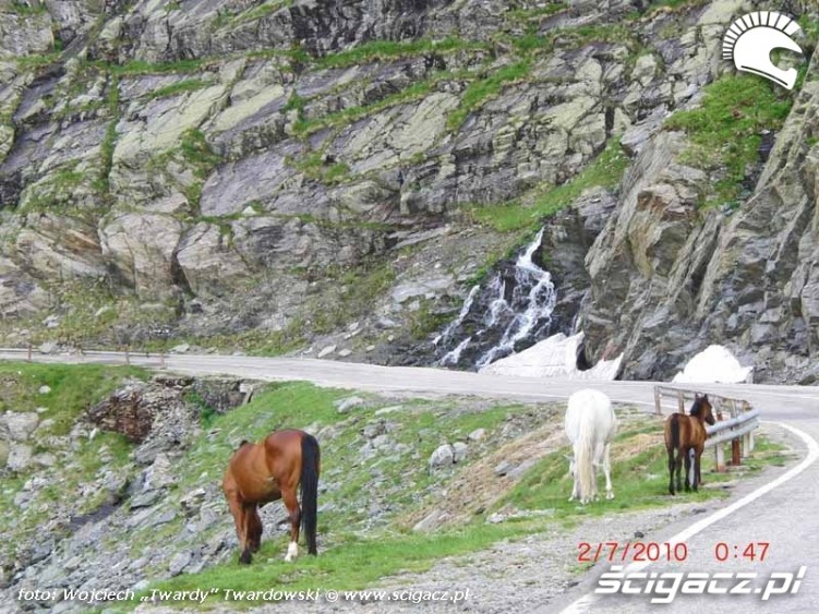 Transylwanskie konie pasace sie to tu i tam,jak renifery w Norwegii