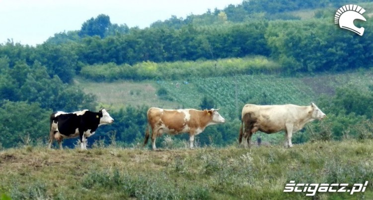 krowy obok siebie