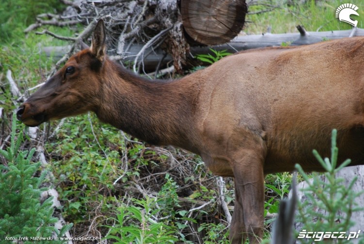 Yellowstone zwierzak 56