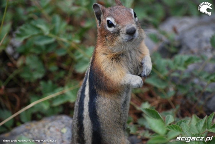 wiewiorka 57