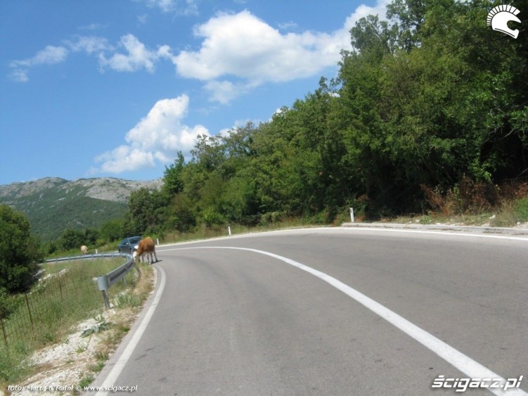 krowa na drodze Bosnia MotoEuro