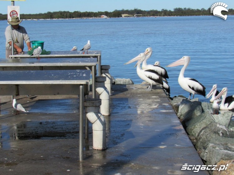 pelikany Australia czerwiec 2015