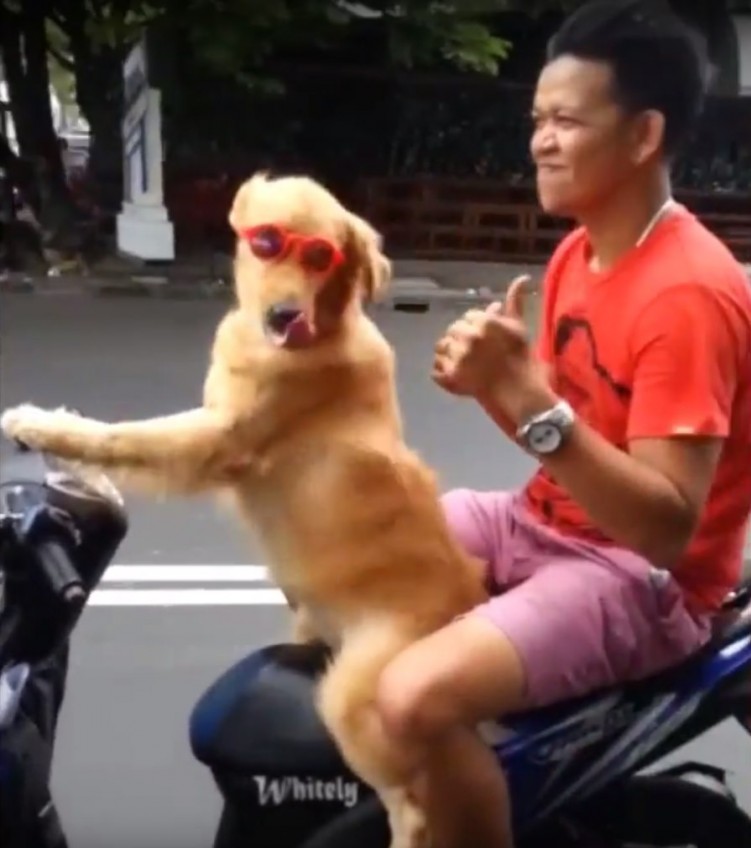 zadowolony pies na skuterze