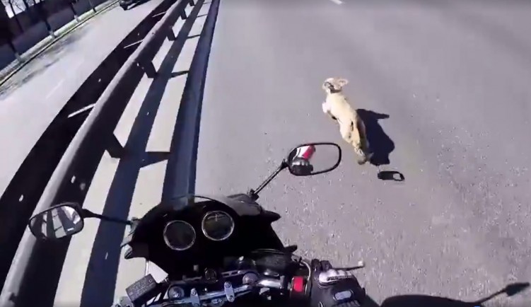 Motocyklista ratuje psa