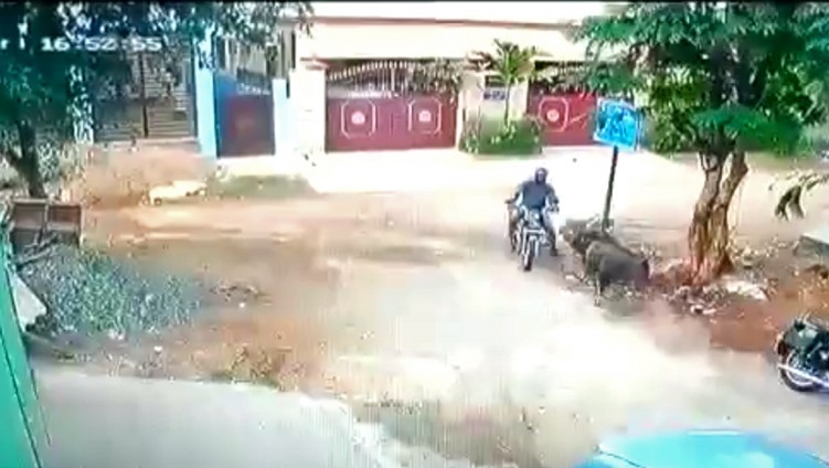 zderzenie motocyklisty z bykiem w indiach