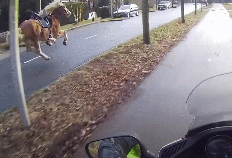 motocyklista goni uciekajacego konia wiozac jezdzca na siedzeniu pasazera