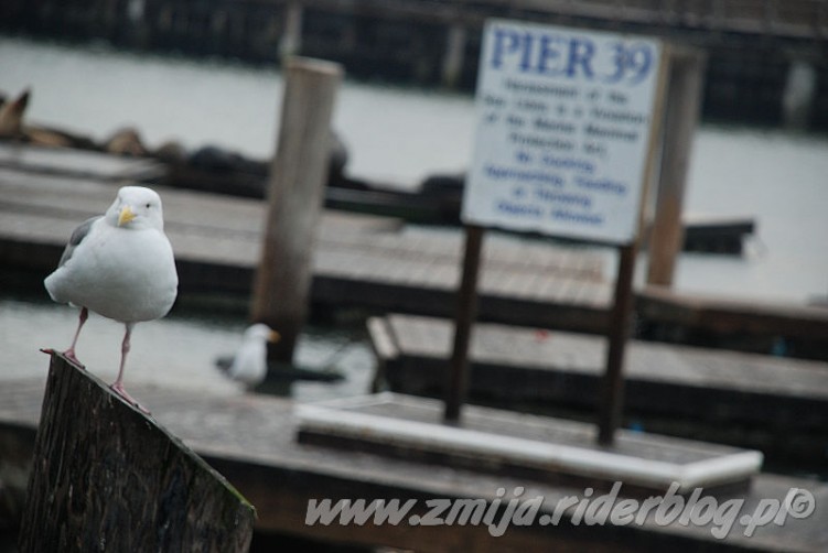 Pier39