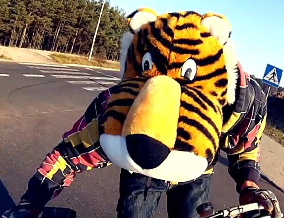 brykajacy tygrysek z