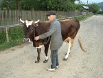 Ukraina krowa