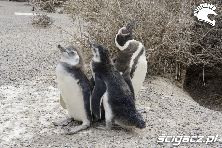 pingwiny wyprawa motocyklowa do Ameryki Poludniowej