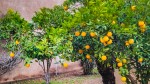 100 Pomarancze rosna wszedzie