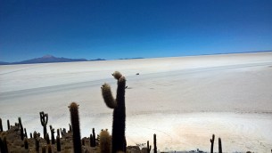 Salar de Uyuni wyspa kaktusowa