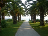 palmy nad morzem