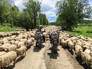 Gruzja na motocyklu 2017 w drodze na pastwisko