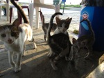 50 kocie powitanie w Grecji