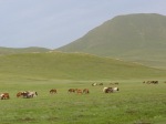 Mongolia wyprawa motocyklami 9