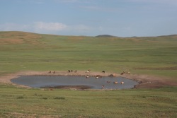 5911 Mongolskie krajobrazy