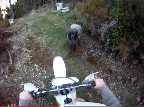 straznik wrot piekiel z