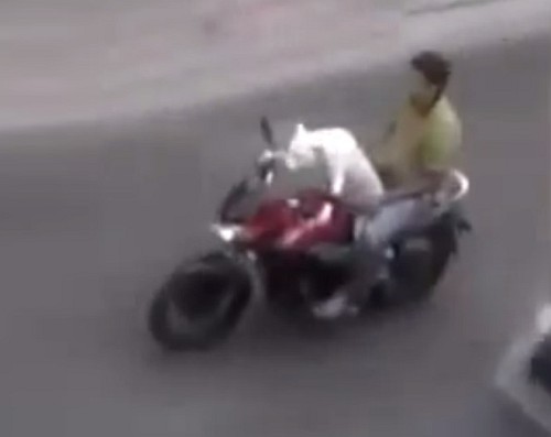 Pies na motocyklu z