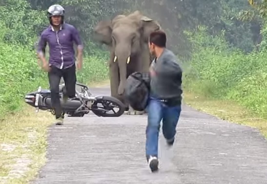 Atak slonia z
