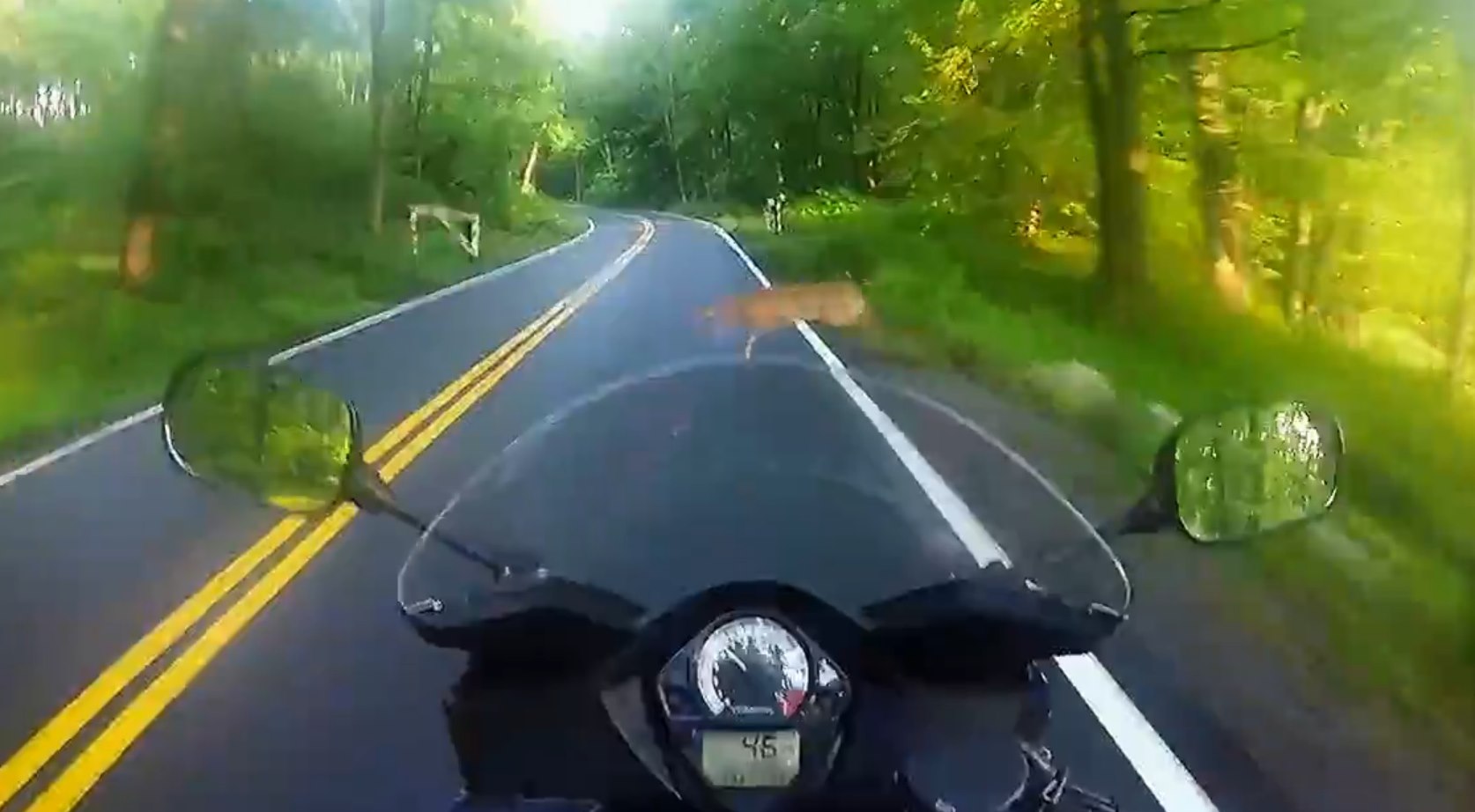 jelen wybiega na droge z