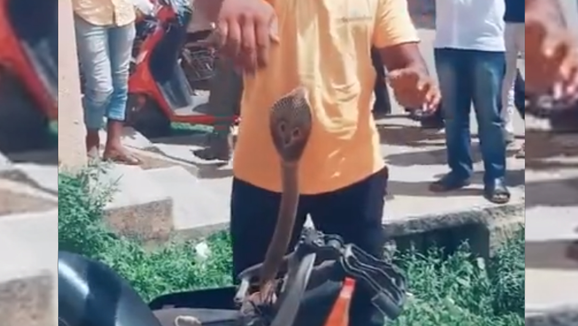 w z kobra pod siedzeniem motocykla  z