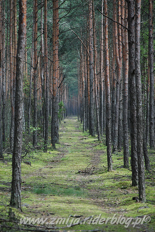 Las w okolicy Belchatowa