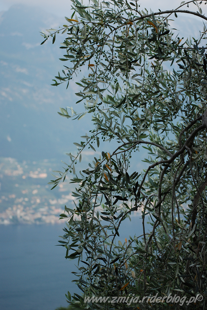 Spogladajac zza drzewa na Garda Lake